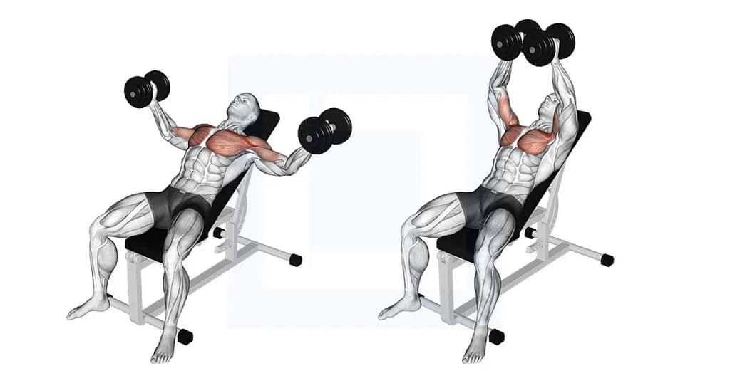 dumbbell-incline-fly_10_11zon A diagram showing the incline dumbbell flye, one of the best upper chest isolation exercises for targeting the upper pectoral muscles.